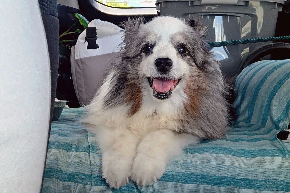 The main point I am addressing is commercial dog food alternatives to kibble, as well as each of their pros and cons. Buckle up, because it's a long one!