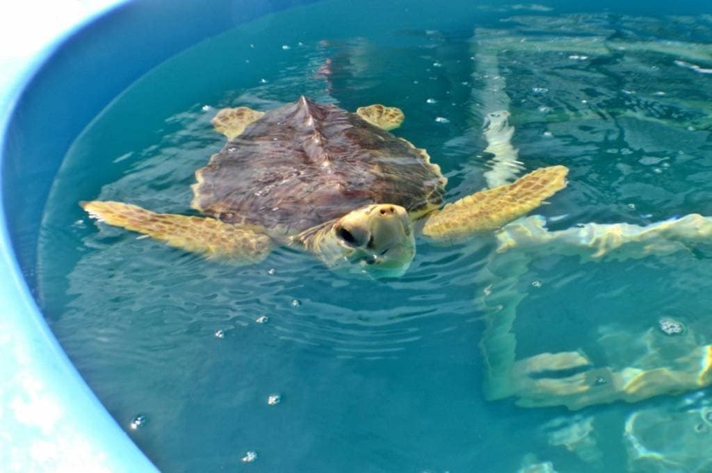 Vacation Planning Hot Spots In The Florida Keys | Travel Ideas | Traveling To Paradise | Paradise In The US | Florida Keys Travel Guide | Key West Florida Vacation | Vacation Ideas | theMRSingLink