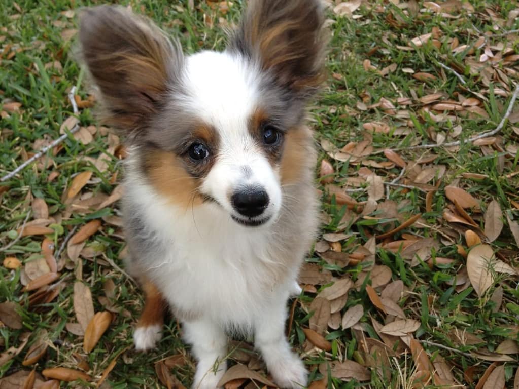 7 Ways To Take Better Care Of Your Dog's Teeth | Pet care for dogs | Tips for dog owners | Tips to help keep your dog's teeth clean | Dental Awareness | Pet dental health tips | #dogmom #petcaretips #allaboutdogs | theMRSingLink
