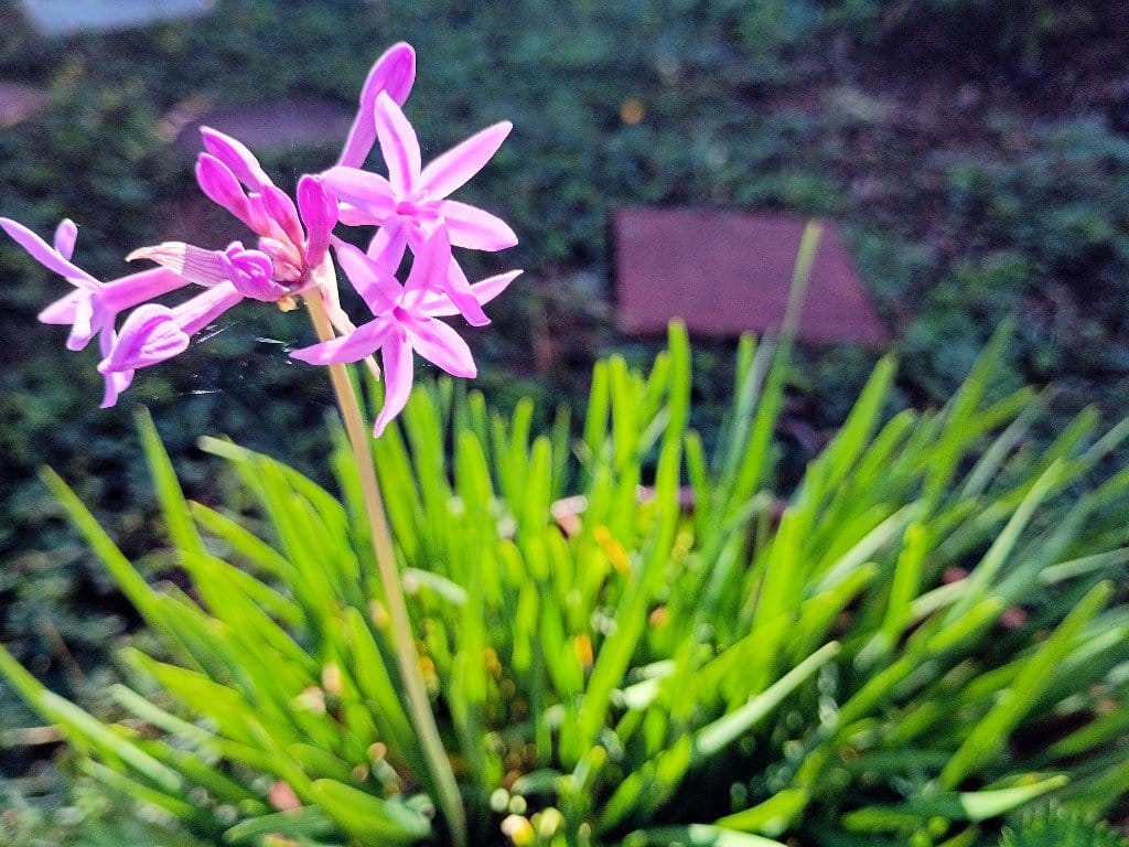 7 Edible plants to grow in warm climates | theMRSingLink