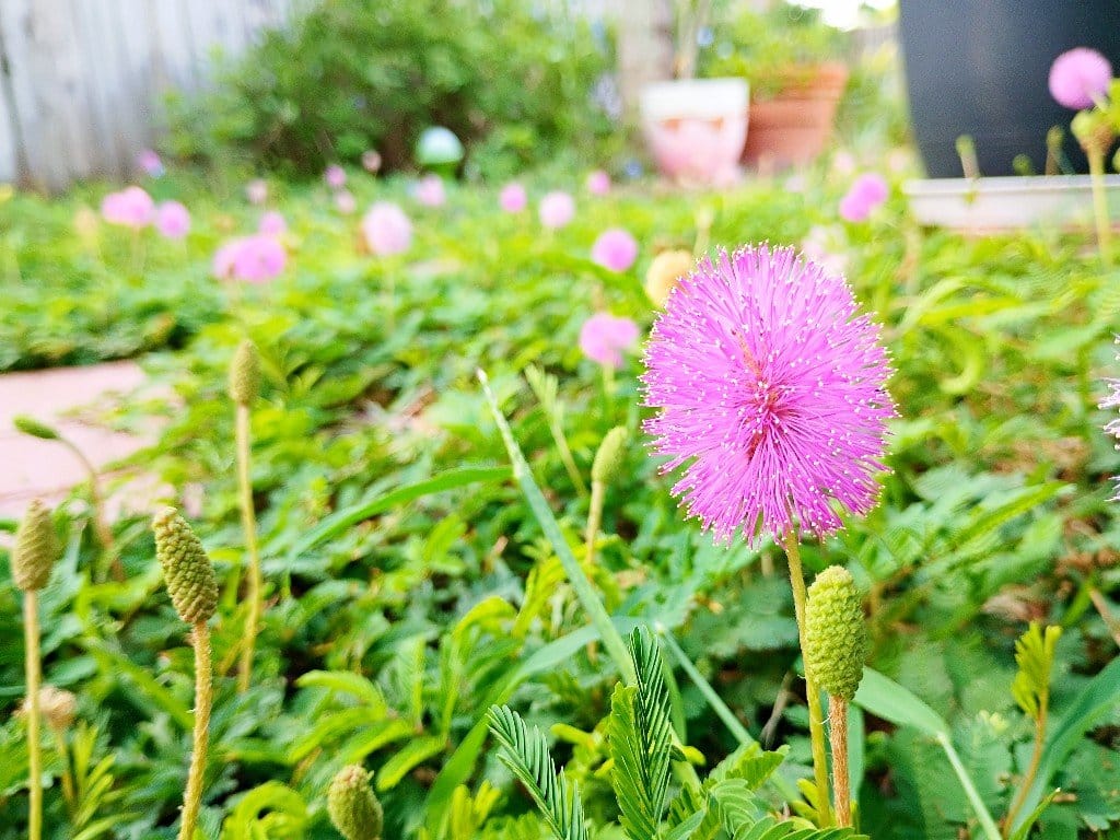 There are so many plants for your yard that aren't just grass. It's not that I think grass lawns are ugly, per say, but - IMHO - they're downright boring and overrated. Moreover, they're crazy unsustainable, poor for the environment and detrimental to wildlife and our individual health through the constant treatment of pesticides and chemicals to maintain them that end up killing beneficial insects and pollinators as well as leeching into our sewage and even our bodies from contact.