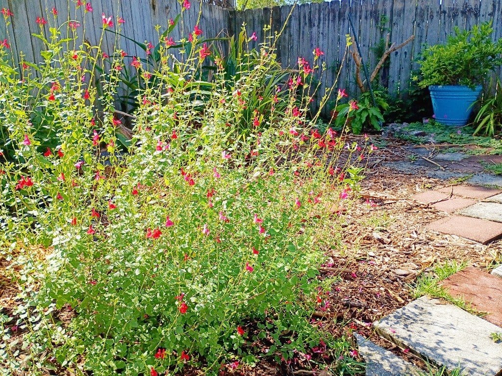 There are so many plants for your yard that aren't just grass. It's not that I think grass lawns are ugly, per say, but - IMHO - they're downright boring and overrated. Moreover, they're crazy unsustainable, poor for the environment and detrimental to wildlife and our individual health through the constant treatment of pesticides and chemicals to maintain them that end up killing beneficial insects and pollinators as well as leeching into our sewage and even our bodies from contact.