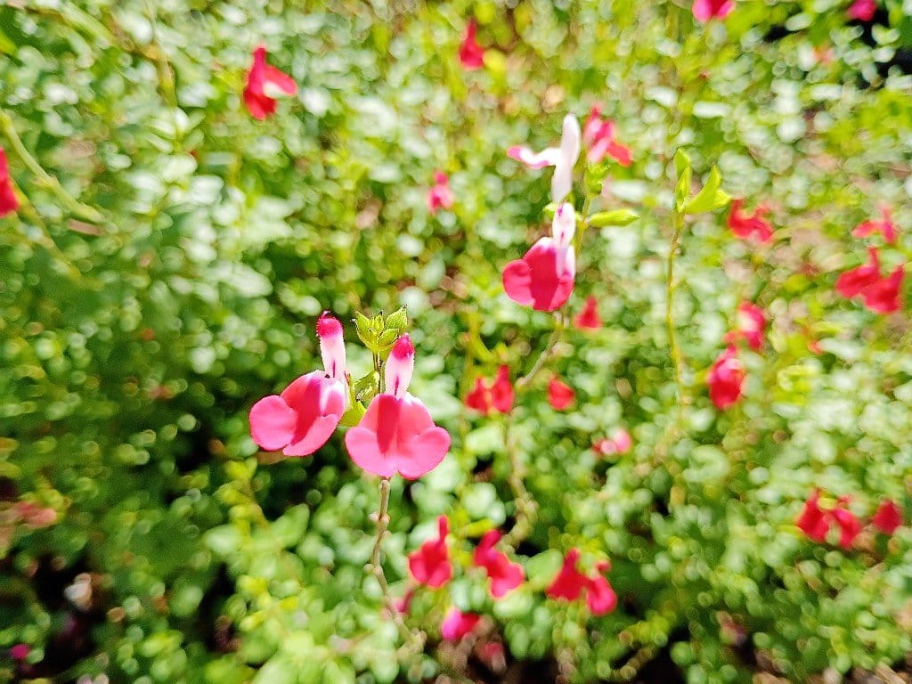 There are so many plants for your yard that aren't just grass. It's not that I think grass lawns are ugly, per say, but - IMHO - they're downright boring and overrated. Moreover, they're crazy unsustainable, poor for the environment and detrimental to wildlife and our individual health through the constant treatment of pesticides and chemicals to maintain them that end up killing beneficial insects and pollinators as well as leeching into our sewage and even our bodies from contact.