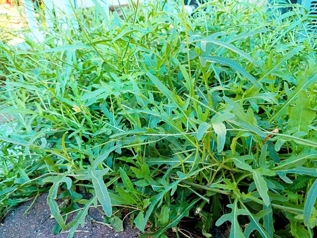 There are so many plants for your yard that aren't just grass. It's not that I think grass lawns are ugly, per say, but - IMHO - they're downright boring and overrated. Moreover, they're crazy unsustainable, poor for the environment and detrimental to wildlife and our individual health through the constant treatment of pesticides and chemicals to maintain them that end up killing beneficial insects and pollinators as well as leeching into our sewage and even our bodies from contact.