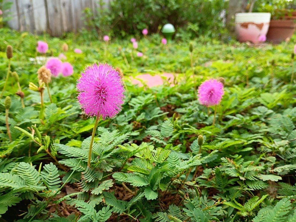 There are so many plants for your yard that aren't just grass. It's not that I think grass lawns are ugly, per say, but - IMHO - they're downright boring and overrated. Moreover, they're crazy unsustainable, poor for the environment and detrimental to wildlife and our individual health through the constant treatment of pesticides and chemicals to maintain them that end up killing beneficial insects and pollinators as well as leeching into our sewage and even our bodies from contact.