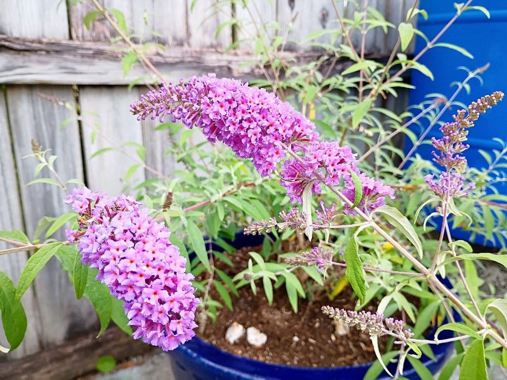 There are so many plants for your yard that aren't just grass. It's not that I think grass lawns are ugly, per say, but - IMHO - they're downright boring and overrated. Moreover, they're crazy unsustainable, poor for the environment and detrimental to wildlife and our individual health through the constant treatment of pesticides and chemicals to maintain them that end up killing beneficial insects and pollinators as well as leeching into our sewage and even our bodies from contact.