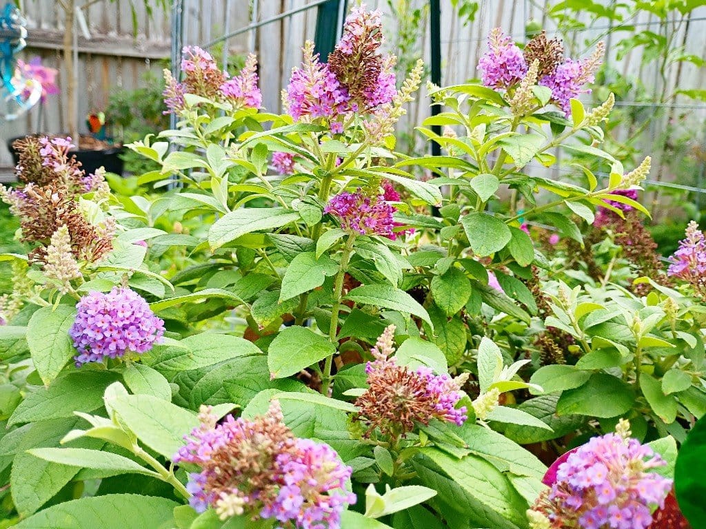There are so many plants for your yard that aren't just grass. It's not that I think grass lawns are ugly, per say, but - IMHO - they're downright boring and overrated. Moreover, they're crazy unsustainable, poor for the environment and detrimental to wildlife and our individual health through the constant treatment of pesticides and chemicals to maintain them that end up killing beneficial insects and pollinators as well as leeching into our sewage and even our bodies from contact.
