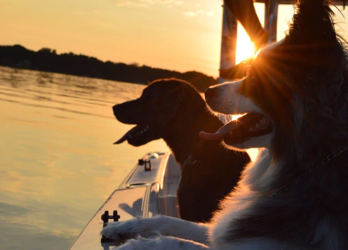 25+ Pet Friendly Travel Destinations In Orlando Florida 25+ Pet Friendly Travel Destinations In Orlando Florida | Pet Friendly Travel | Florida Travel With Fido | Traveling With Pets | Pet Friendly Places in Orlando Florida | theMRSingLink