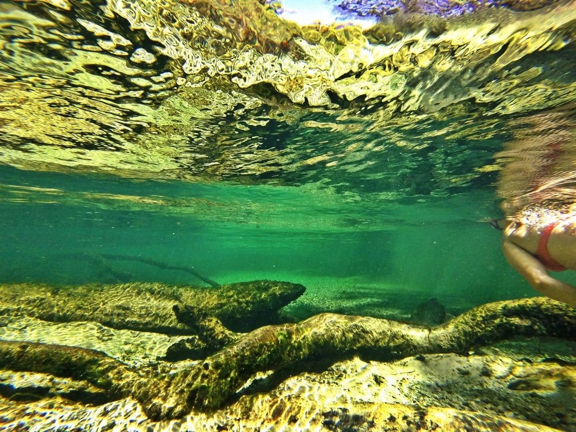 Snorkeling Florida Blue Springs State Park | Florida Springs | Things To Do In Florida | Summer Outdoor Activities | Summer Swimming Activities | State Park Travel | theMRSingLink