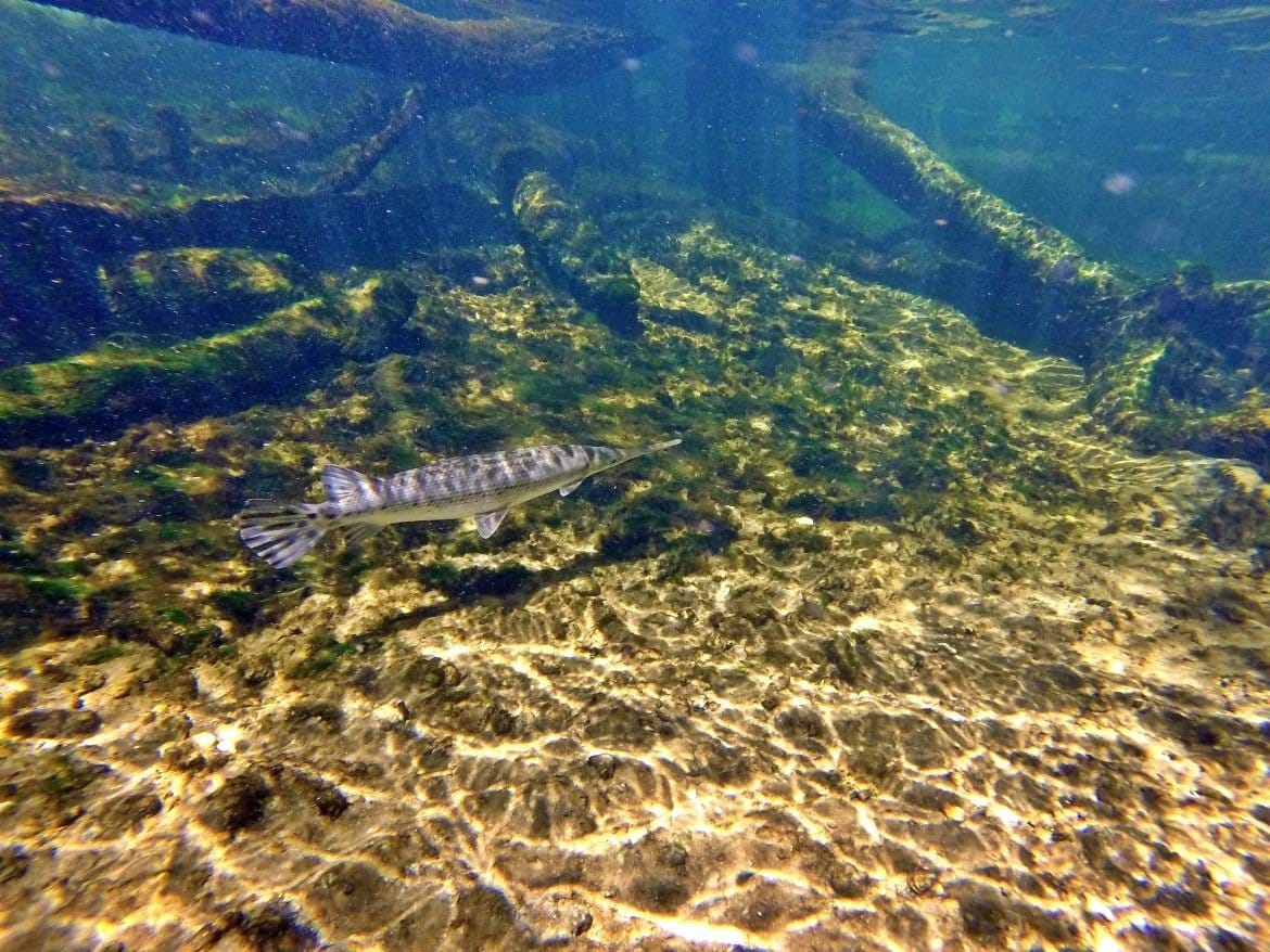 Snorkeling Florida Blue Springs State Park | Florida Springs | Things To Do In Florida | Summer Outdoor Activities | Summer Swimming Activities | State Park Travel | theMRSingLink