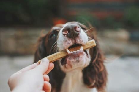 Mhm, yessir, yes'm, we're going there. And I'm not scared, especially if I'm backdoor saving you your hard-earned money as well as your pup's health, too. These popular dog treats still remain on the shelves (and many, many more like them) and they are absolute garbage.