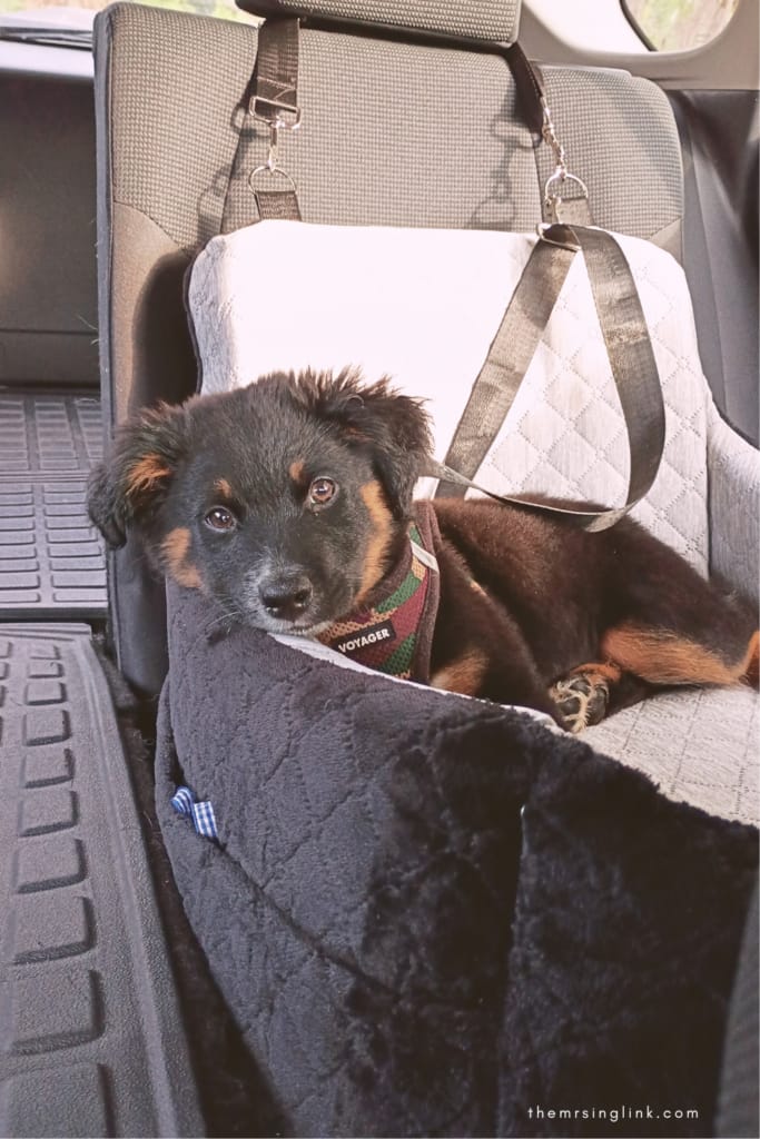 Dog travel essentials checklist when planning a trip with your pet | theMRSingLink
