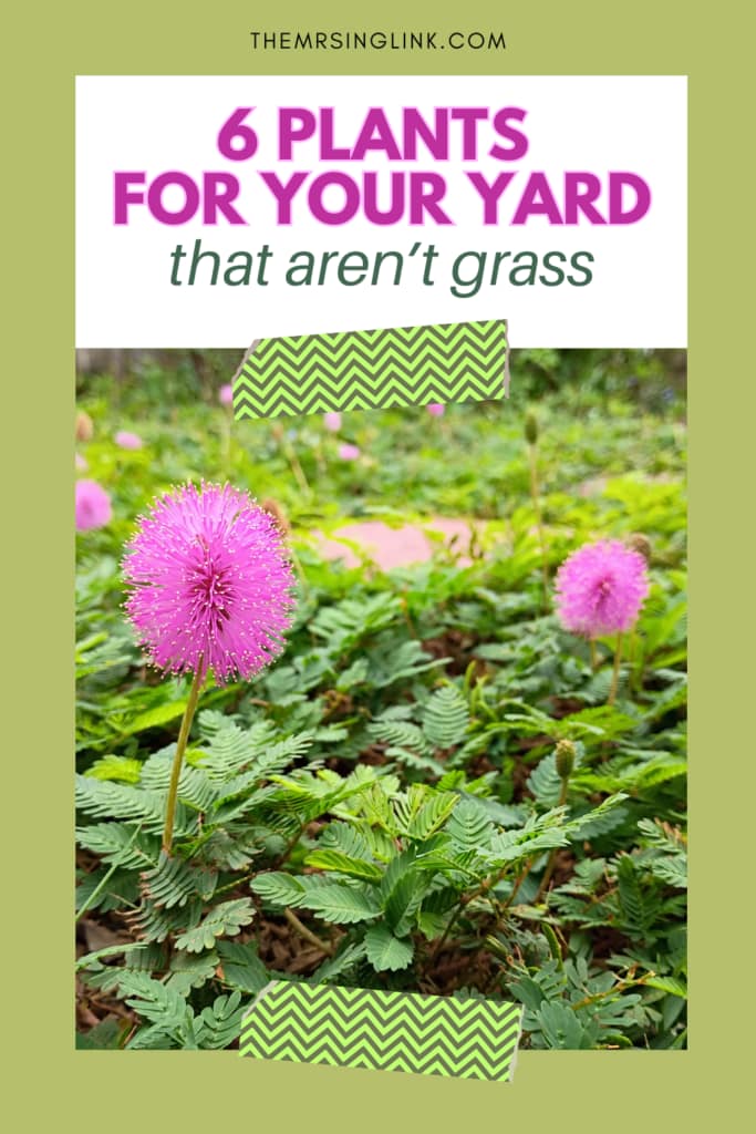 Did you know there are much better ways to bring life to your yard as well as uphold curb appeal (besides grass)? These are 6 plants for your yard that aren't grass!
