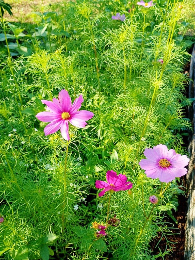 There are so many plants for your yard that aren't just grass. It's not that I think grass lawns are ugly, per say, but - IMHO - they're downright boring and overrated. Moreover, they're crazy unsustainable, poor for the environment and detrimental to wildlife and our individual health through the constant treatment of pesticides and chemicals to maintain them that end up killing beneficial insects and pollinators as well as leeching into our sewage and even our bodies from contact.