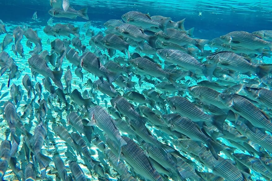 Day Trip To Silver Glen Springs Florida | Spend the day snorkeling Silver Glen Springs in Florida | The best snorkel spots in Florida | Outdoor Florida adventures | The best outdoor hot spots in Florida travelers must see | Summer vacation spots to visit in Florida | Things to do in Florida outside of Disney | #floridatravel #snorkeling #floridasprings #travel | Florida Travel Tips | theMRSingLink