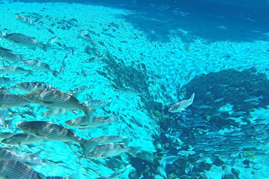 Day Trip To Silver Glen Springs Florida | Spend the day snorkeling Silver Glen Springs in Florida | The best snorkel spots in Florida | Outdoor Florida adventures | The best outdoor hot spots in Florida travelers must see | Summer vacation spots to visit in Florida | Things to do in Florida outside of Disney | #floridatravel #snorkeling #floridasprings #travel | Florida Travel Tips | theMRSingLink