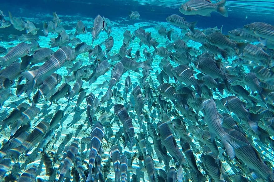 Day Trip To Silver Glen Springs Florida | Spend the day snorkeling Silver Glen Springs in Florida | The best snorkel spots in Florida | Outdoor Florida adventures | The best outdoor hot spots in Florida travelers must see | Summer vacation spots to visit in Florida | Things to do in Florida outside of Disney | #floridatravel #snorkeling #floridasprings #travel | Florida Travel Tips | theMRSingLink